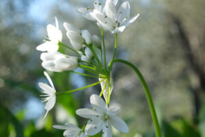 Fiori di aglio selvatico di colore bianco. Pianta commestibile - MyVideoimage.com | Foto stock & Video footage