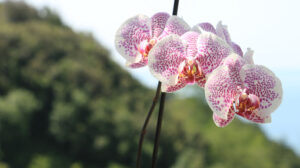 Fiori di orchidea rosa con puntini rossi. Paesaggio con la collina e il mare. - MyVideoimage.com | Foto stock & Video footage