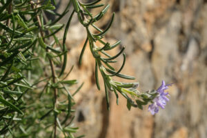 Fiori di rosmarino. Sprig of rosemary with purple flower. Macro  of spring flowering. Flowers images - MyVideoimage.com | Foto stock & Video footage