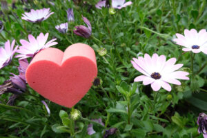 Fiori e amore. Red heart in foam in the shape of a flower. Garden with pink daisies in bloom with a heart symbolizing love. - MyVideoimage.com | Foto stock & Video footage