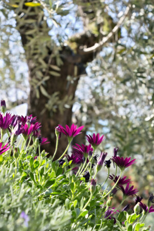 Fiori in giardino. Fiori rosso porpora in un giardino mediterraneo in Liguria. - MyVideoimage.com | Foto stock & Video footage