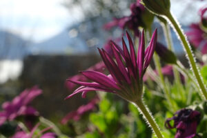 Fiori margherita viola. Macro photo of African daisy (Dimorphotheca pluvialis). Purple flower. - MyVideoimage.com | Foto stock & Video footage