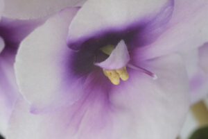 Fiori pianta da interni. Macro foto di fiori di violetta africana, colore bianco e viola. - MyVideoimage.com | Foto stock & Video footage