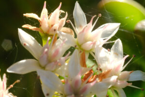 Fiori pianta grassa. Fiori bianchi e rosa della pianta grassa Crassula ovata. - MyVideoimage.com | Foto stock & Video footage