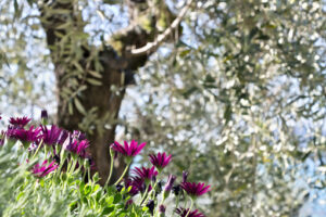 Fiori rossi. Bush of  African daisy (Dimorphoteca pluvialis). Stock photo royalty free. Foto e immagini di fiori. - MyVideoimage.com | Foto stock & Video footage