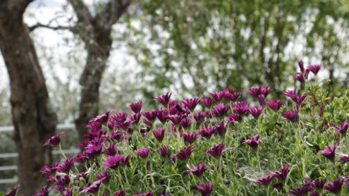 Fiori rosso porpora in un giardino mediterraneo in Liguria. Sullo sfondo un albero di ulivo e l’orizzonte del mare - MyVideoimage.com | Foto stock & Video footage