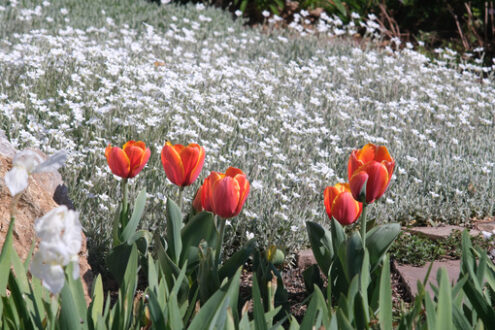 Fioritura di primavera nel giardino mediterraneo. Tulipani color arancio e fiori bianchi di Cerastium e iris. - MyVideoimage.com | Foto stock & Video footage