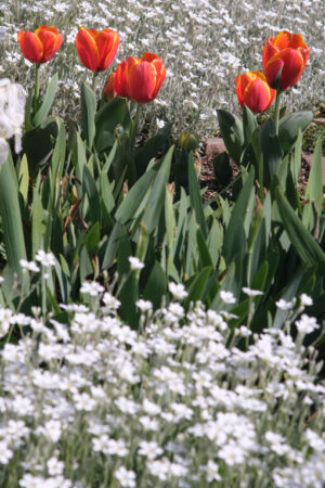 Fioritura primaverile. Tulipani arancioni e fiori bianchi di Cerastium. - MyVideoimage.com | Foto stock & Video footage