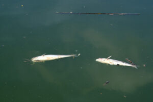 Fish die-off. Dead fish float on the water. Stock photos. - MyVideoimage.com | Foto stock & Video footage