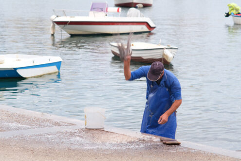 Fisherman at the port of Bari beats an octopus. At the market near the port the fishermen sell the fish caught. - MyVideoimage.com