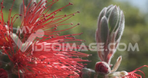 Flower ears footage video stock. Macro photo of Callistemon flowers in a garden overlooking the Ligurian sea.  Video footage.