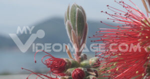 Flower ears video footage. Macro Photo of Callistemon flowers in a garden overlooking the Ligurian sea.  Video footage.