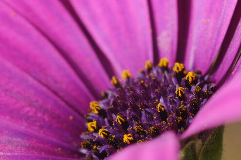 Flower pollen. African Daisy. Macro photograph of the yellow pollen of a beautiful flower with purple red petals. African Pink Daisy. - MyVideoimage.com | Foto stock & Video footage