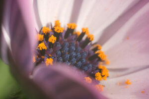 Flower with pollen. Pistils with pollen and petals in an daisy flower. Macro of pink flower. - MyVideoimage.com | Foto stock & Video footage