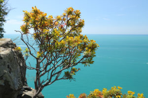 Flowered bush. Flowered euphorbia bush against the background of the Cinque Terre sea. - MyVideoimage.com | Foto stock & Video footage