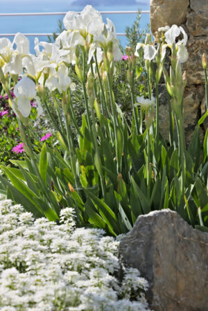 Flowered garden. White irises move under the wind. - MyVideoimage.com | Foto stock & Video footage