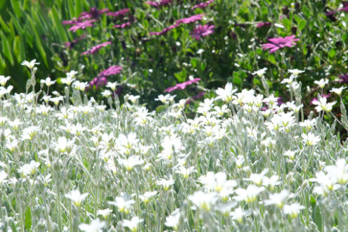 Flowering bush of thyme with bees sucking nectar. Spring flowering in an Italian garden in Liguria. In the foreground purple flowers of African daisy. - MyVideoimage.com | Foto stock & Video footage