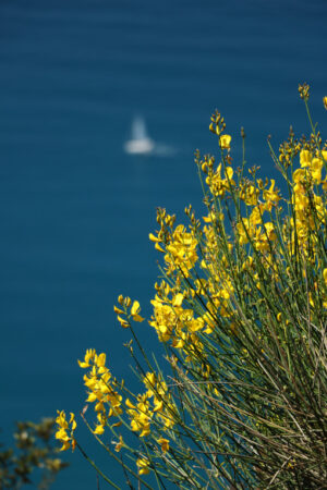 Flowering bush on the sea in the Cinque Terre park in Liguria. On the background a sailboat. - MyVideoimage.com | Foto stock & Video footage