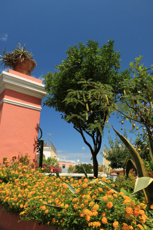 Flowers and plants in a Mediterranean garden. Plants of Lantana - MyVideoimage.com