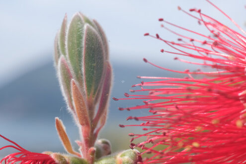 Flowers by the sea. Macro Photo of Callistemon flowers in a garden overlooking the Ligurian sea. - MyVideoimage.com | Foto stock & Video footage