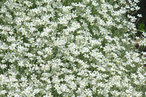 Flowery meadow with small white flowers seen from above. Soft carpet of grass in spring bloom. - MyVideoimage.com | Foto stock & Video footage