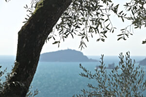 Foglie di olivo fotografate nel golfo della Spezia con lo sfondo dell’Isola del Tino. - MyVideoimage.com | Foto stock & Video footage