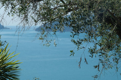 Foglie di ulivo fotografate nel golfo della Spezia con lo sfondo dell’Isola del Tino. - MyVideoimage.com | Foto stock & Video footage