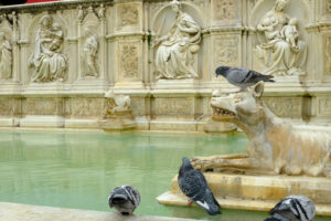 Fonte Gaia fountain in Siena with pigeon. Reliefs carved in marble on originals by Jacopo della Quercia. - MyVideoimage.com | Foto stock & Video footage