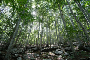 Forest light. Forest of trees with rays of sunlight that illuminate. Stock photos. - MyVideoimage.com | Foto stock & Video footage