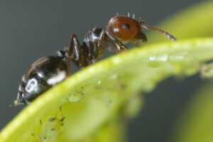 Formica e afidi. Ant with aphids on a leaf of a plant. Foto stock royalty free. - MyVideoimage.com | Foto stock & Video footage