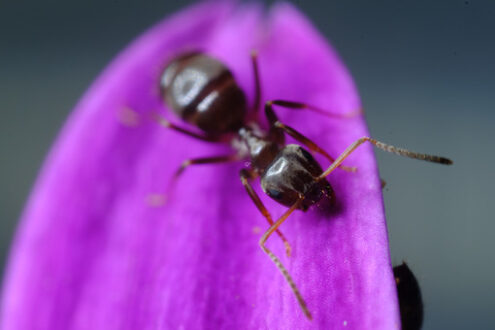 Formica su fiore viola. Ant on a purple red flower petal. Foto stock royalty free. - MyVideoimage.com | Foto stock & Video footage