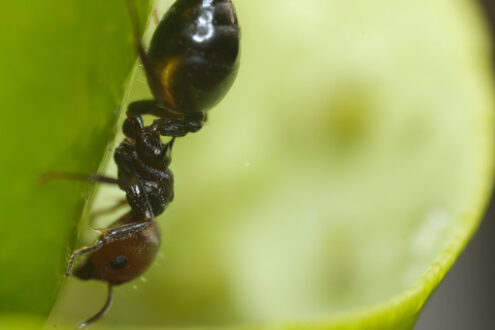 Formica su una foglia. Ant on a plant leaf, close up macro shot. Foto stock royalty free. - MyVideoimage.com | Foto stock & Video footage