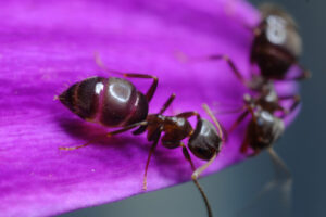 Formiche su fiore. Ants on a purple red flower petal. Foto stock royalty free. - MyVideoimage.com | Foto stock & Video footage