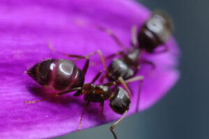 Formiche. Ants on a purple red flower petal. Foto stock royalty free. - MyVideoimage.com | Foto stock & Video footage