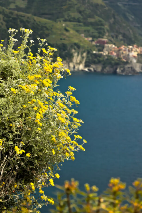 Foto mare Manarola. The village of Manarola seen from Corniglia. Sfondo mare. - MyVideoimage.com | Foto stock & Video footage