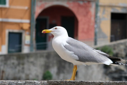 Gabbiano alle Cinque Terre. Young seagull photographed in the town of Riomaggiore in the Cinque Terre. Background with typical  houses. - MyVideoimage.com | Foto stock & Video footage