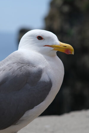 Gabbiano alle Cinque Terre. Young seagull photographed in the town of Riomaggiore in the Cinque Terre. Background with typical  houses. - MyVideoimage.com | Foto stock & Video footage