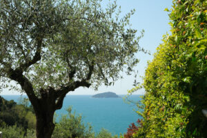 Garden with climbing plant. Ligurian sea. Garden with climbing plants of rincospermum on the Ligurian sea. Gulf of La Spezia near the Cinque Terre. Olive plants. - MyVideoimage.com | Foto stock & Video footage