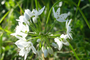 Garlic flower. Wild garlic flower blossom, white color. Macro photography of the petals of the spring bloom. - MyVideoimage.com | Foto stock & Video footage