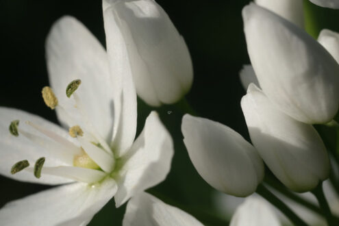 Garlic flower. Wild garlic flower blossom, white color. Macro photography of the petals of the spring bloom. - MyVideoimage.com | Foto stock & Video footage