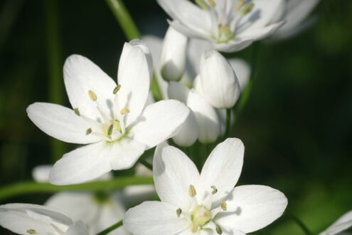 Garlic flowers. Wild garlic flower blossom, white color. Macro photography of the petals of the spring bloom. Flowers images. - MyVideoimage.com | Foto stock & Video footage