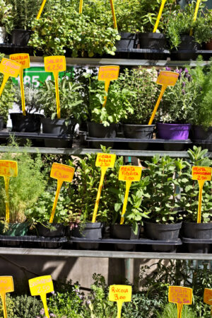 Genoa, Aromatic herbs in pots - MyVideoimage.com | Foto stock & Video footage