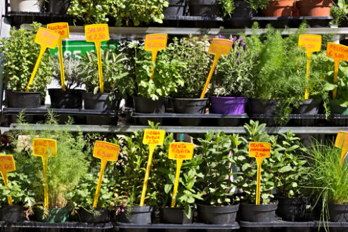 Genoa, Aromatic herbs in pots - MyVideoimage.com | Foto stock & Video footage