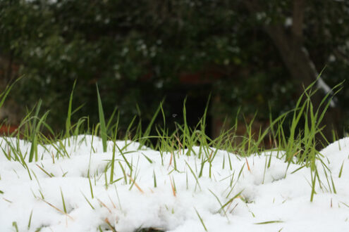 Germogli dalla neve. Strands of green grass sprout from the white snow fallen in Liguria, near the sea. - MyVideoimage.com | Foto stock & Video footage