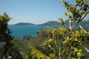 Giardino della Liguria. Garden with climbing plants of rincospermum on the Ligurian sea. Gulf of La Spezia near the Cinque Terre. Olive plants. - MyVideoimage.com | Foto stock & Video footage