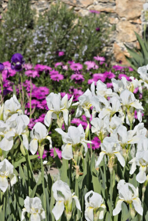 Giardino mediterraneo della costa ligure con fiori viola di margherita africana e Iris bianco. - MyVideoimage.com | Foto stock & Video footage