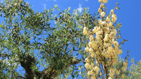 Giardino mediterraneo. Un fiore di dracena con alberi di ulivo in un giardino mediterraneo. - MyVideoimage.com | Foto stock & Video footage