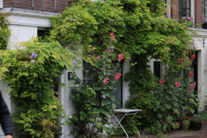 Glicine rampicante. Wisteria climbing plant on the brick facade of a house. Red flowers. Amsterdam. - MyVideoimage.com | Foto stock & Video footage