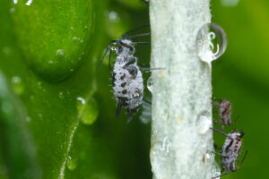 Gocce d’acqua e parassiti. Gray aphids of the stem of a plant. Foto stock royalty free. - MyVideoimage.com | Foto stock & Video footage