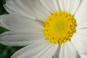 Grande margherita. Grande fiore bianco e giallo. Fotografia macro. - MyVideoimage.com | Foto stock & Video footage